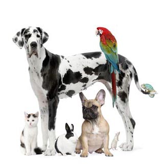 dogs, cats, parrot