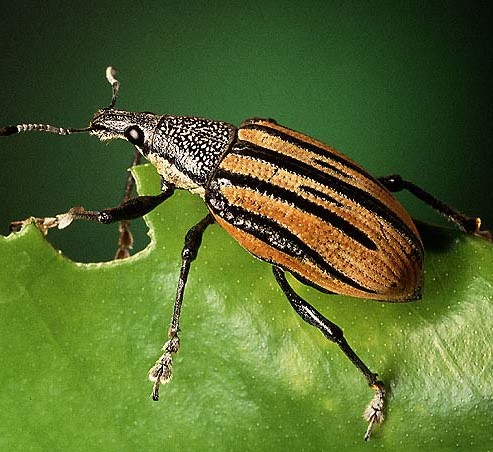 insect on leaf