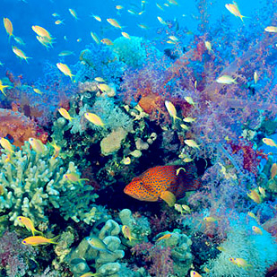 underwater tropics